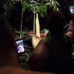 Facetiming the corpse flower<br>